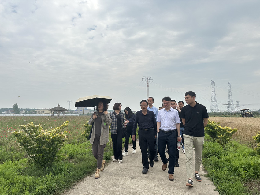 民建大观四支部联合安庆市（民建）企联会开展“走进圩上花田，助力乡村振兴”调研活动